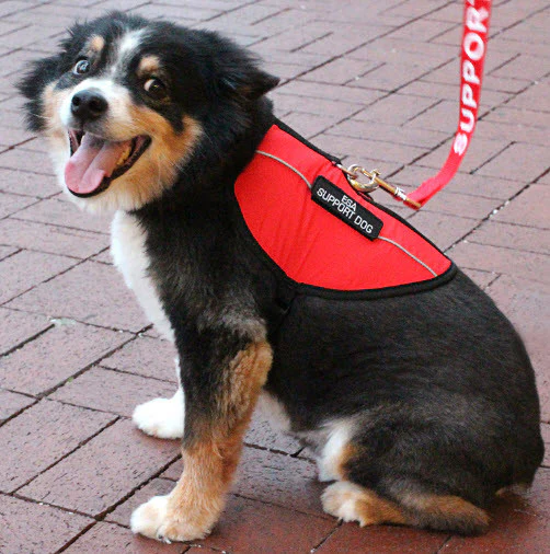 Emotional Support Animal - Complete Package (Bundle and Save $103) - Image 5
